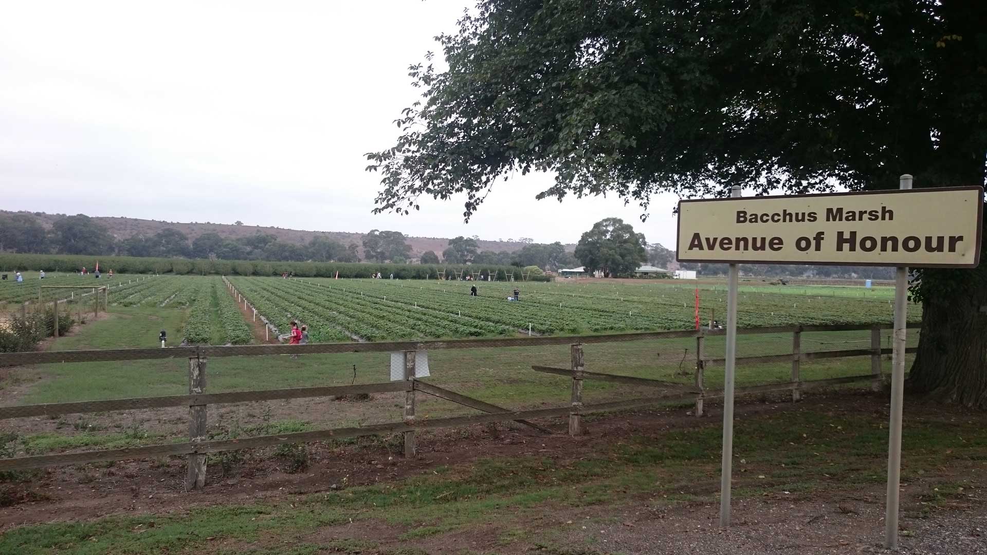 Bacchus Marsh food bowl